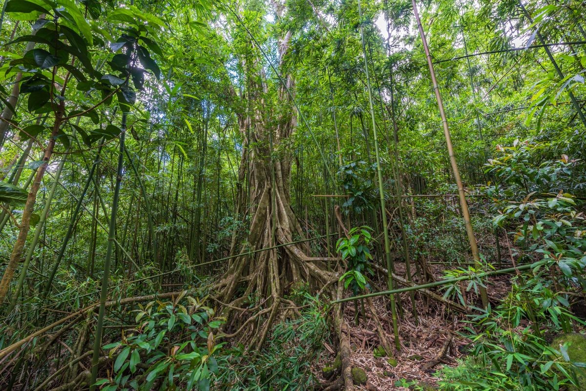 banyan tree with massive root system deep in bamboo rainforest on manoa falls trail in manoa, near honolulu hawaii Oahu USA