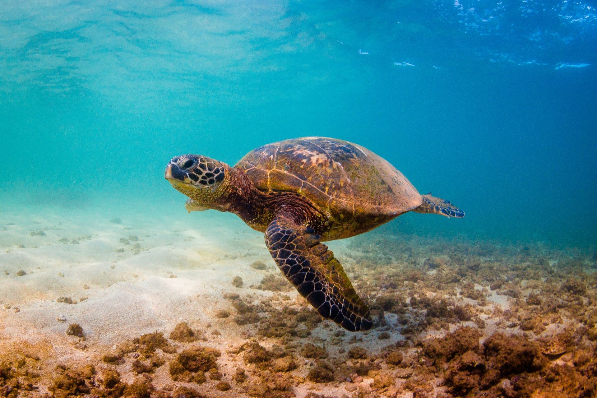 An endangered Hawaiian Green Sea Turtle swimming in the warm waters of the Pacific Ocean in Hawaii